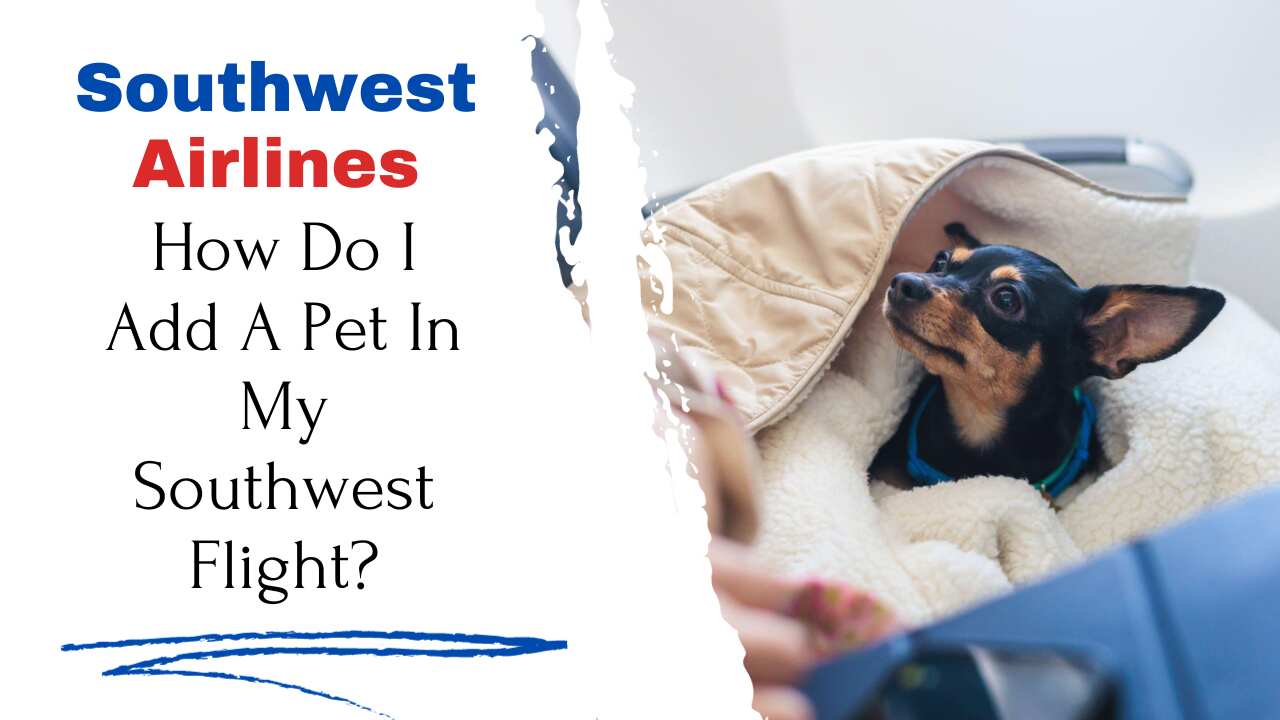 How Do I Add A Pet In My Southwest Flight?